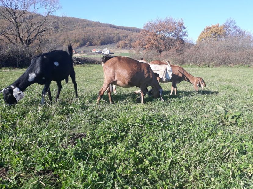  - Anglo nubienele mele 2017 - 2018