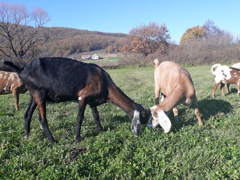  - Anglo nubienele mele 2017 - 2018