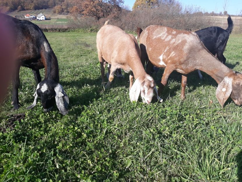  - Anglo nubienele mele 2017 - 2018