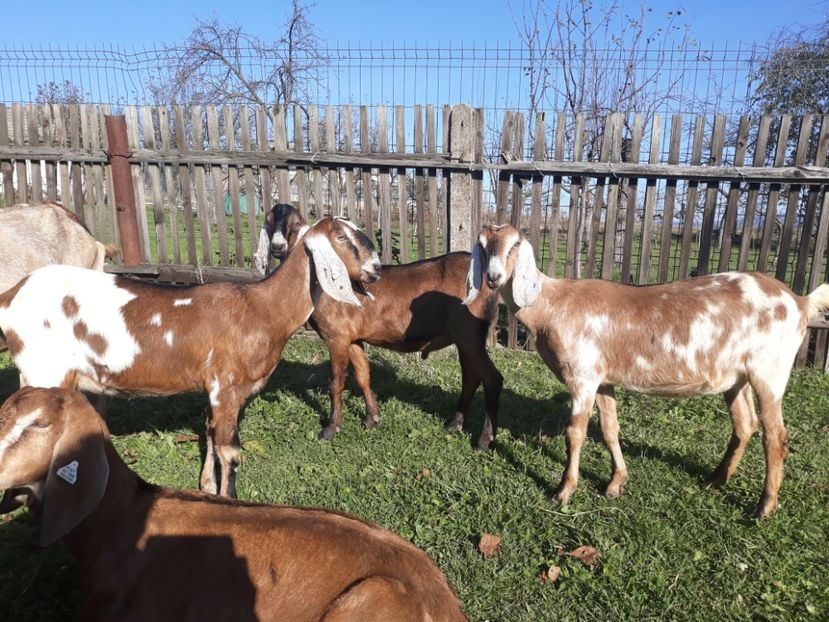  - Anglo nubienele mele 2017 - 2018