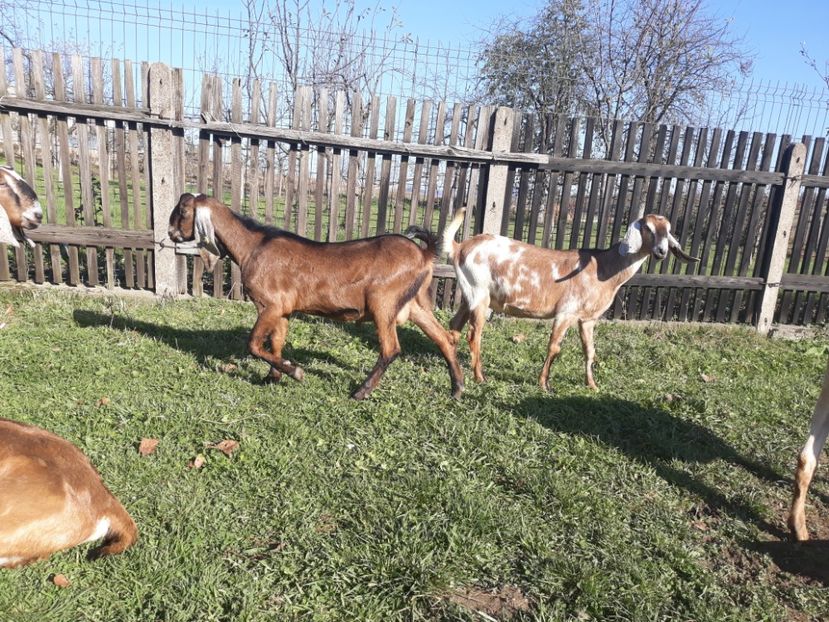  - Anglo nubienele mele 2017 - 2018