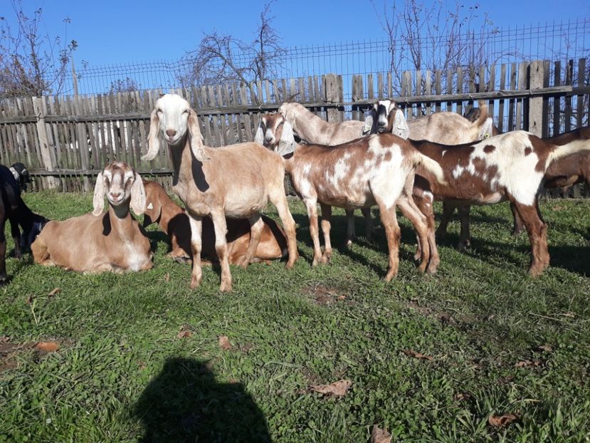  - Anglo nubienele mele 2017 - 2018