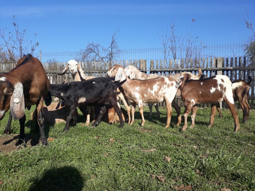  - Anglo nubienele mele 2017 - 2018