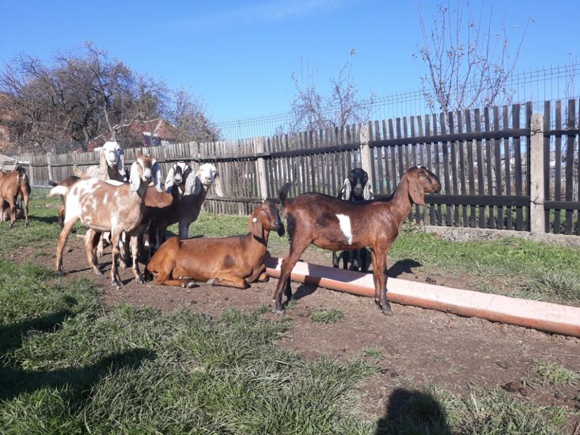  - Anglo nubienele mele 2017 - 2018