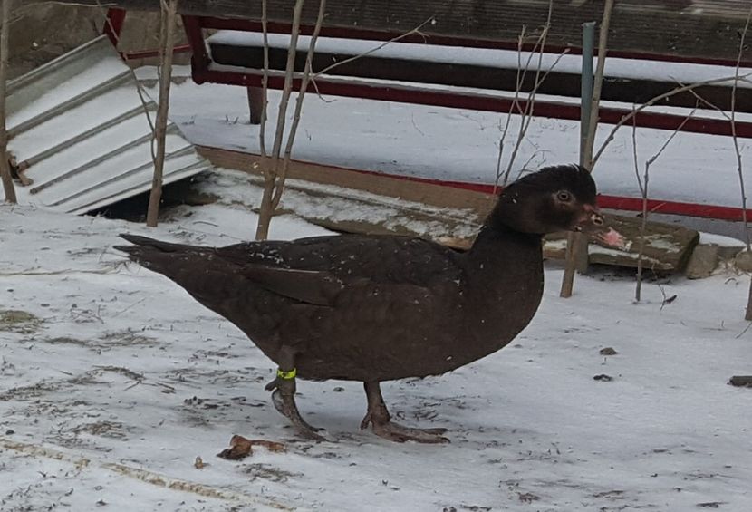 Warzenenten braun - 0001 rate lesesti matca 2018