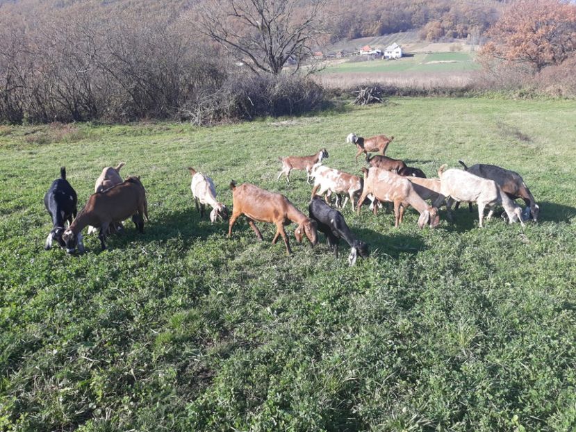  - Anglo nubienele mele 2017 - 2018