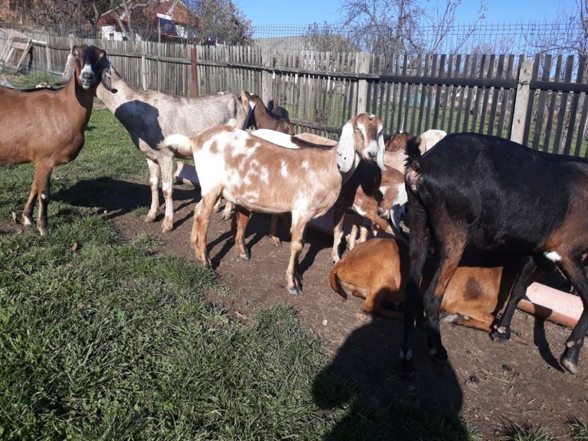  - Anglo nubienele mele 2017 - 2018