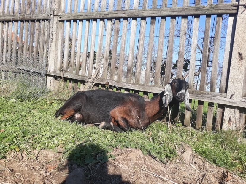  - Anglo nubienele mele 2017 - 2018