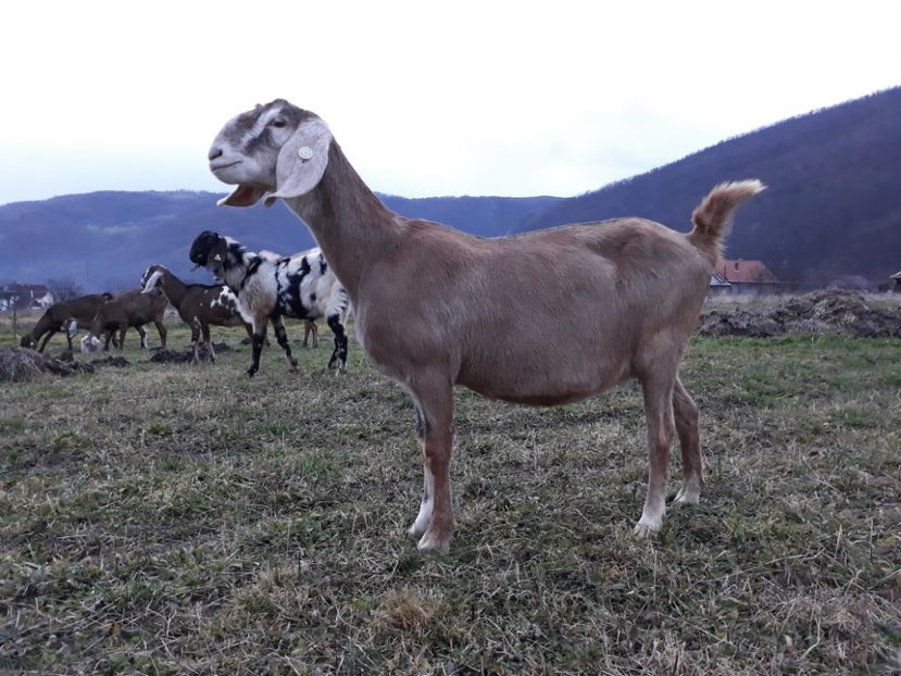  - Anglo nubienele mele 2017 - 2018