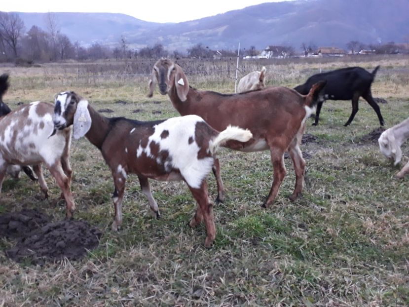  - Anglo nubienele mele 2017 - 2018