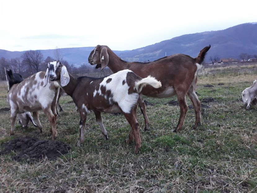  - Anglo nubienele mele 2017 - 2018