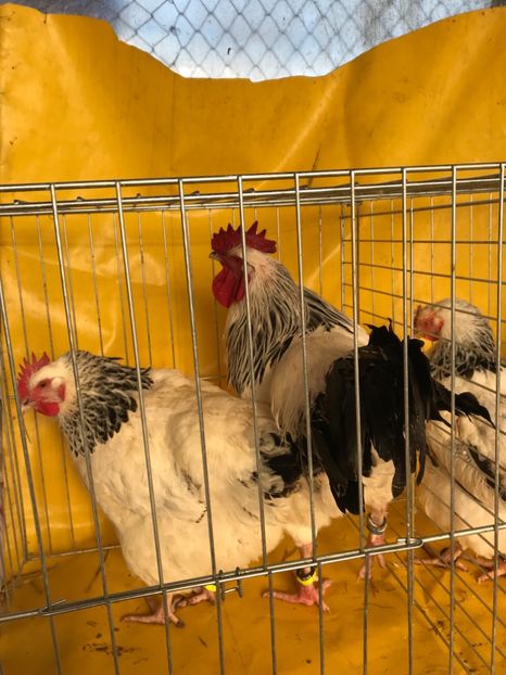 2EFDF311-DBC0-465A-B472-567F0DD46861 - Matca 2018