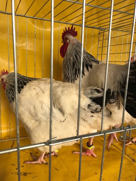 7A8896AE-B071-47F8-B01C-38D87EE2A7F8 - Matca 2018