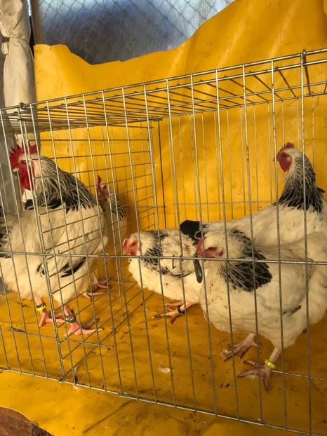 DCEBA602-EEE0-4F6D-9B24-3C746316C8F8 - Matca 2018