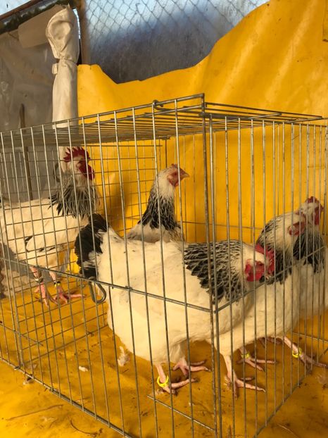 Rasa Susex  pt prima data - Matca 2018