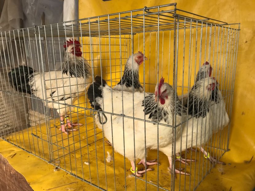 4 găini și un cocos - Matca 2018