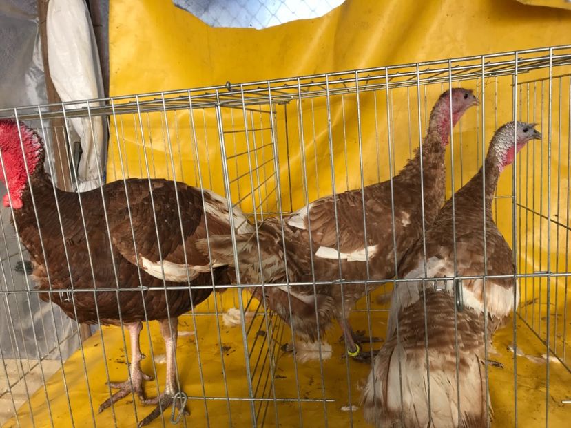 Gagicile de la monor - Matca 2018