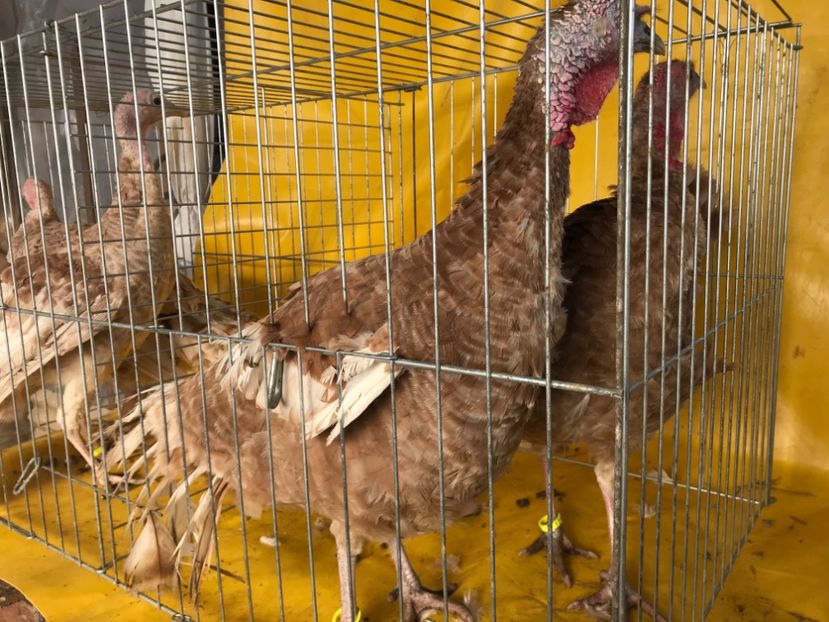 42BB9012-F4C4-4C70-B820-47FC6A335F2B - Matca 2018