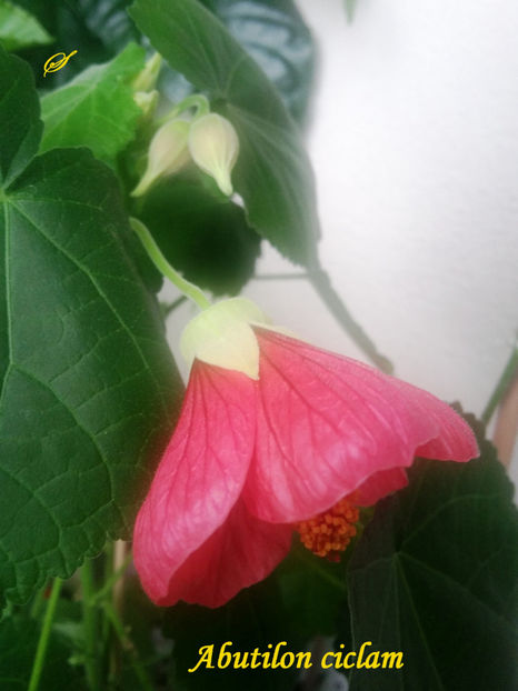 Abutilon ciclam din seminte(15-01-2018) - Abutiloni 2018