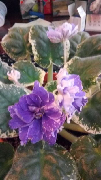 flori 021 - RS Jolanta