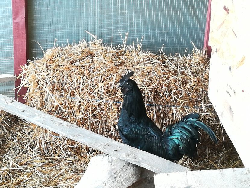  - Ayam Cemani