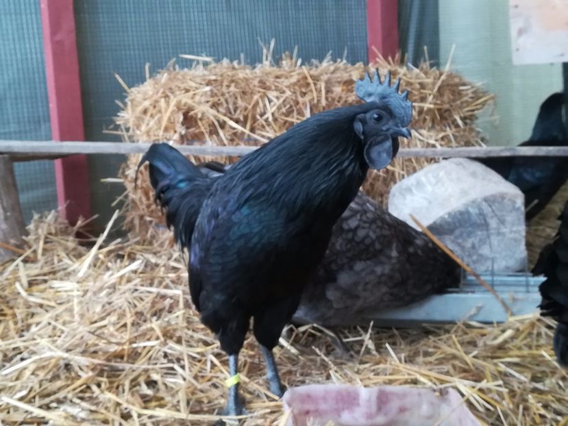  - Ayam Cemani