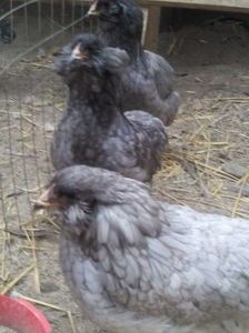Araucana albastru - Mihăescu Daniel