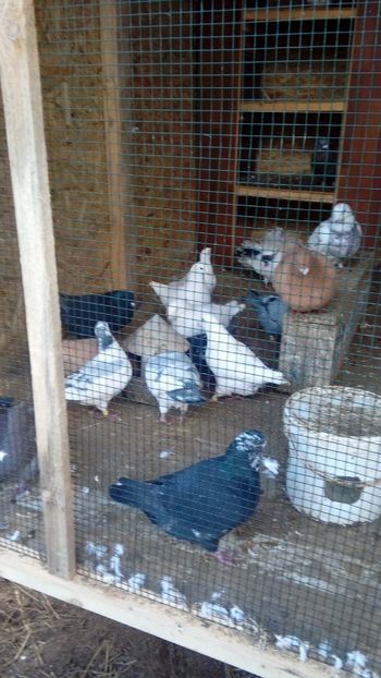  - Porumbei americani