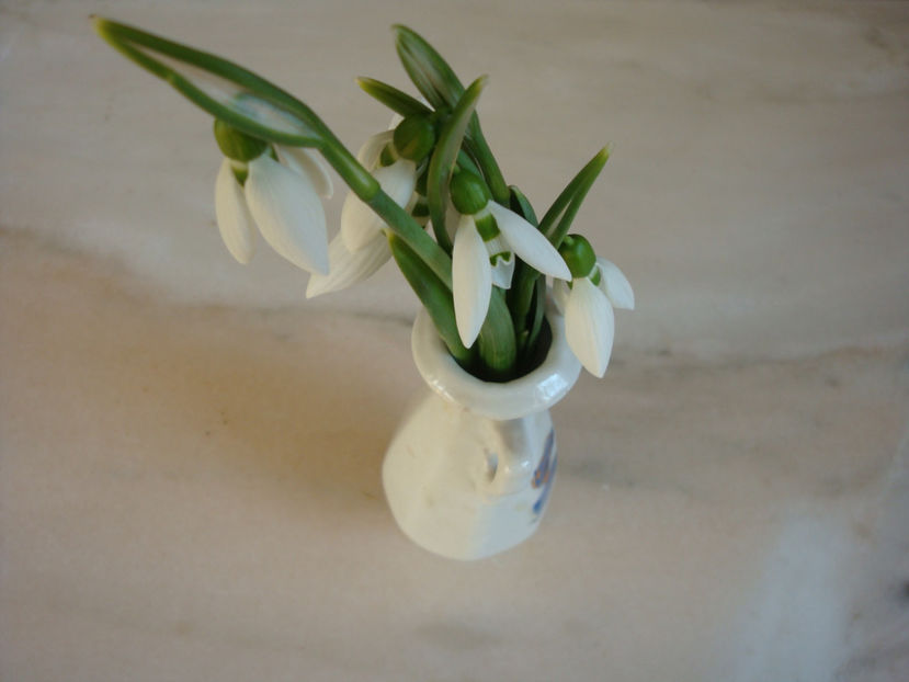 Galanthus nivalis L.1753. - Genul Galanthus