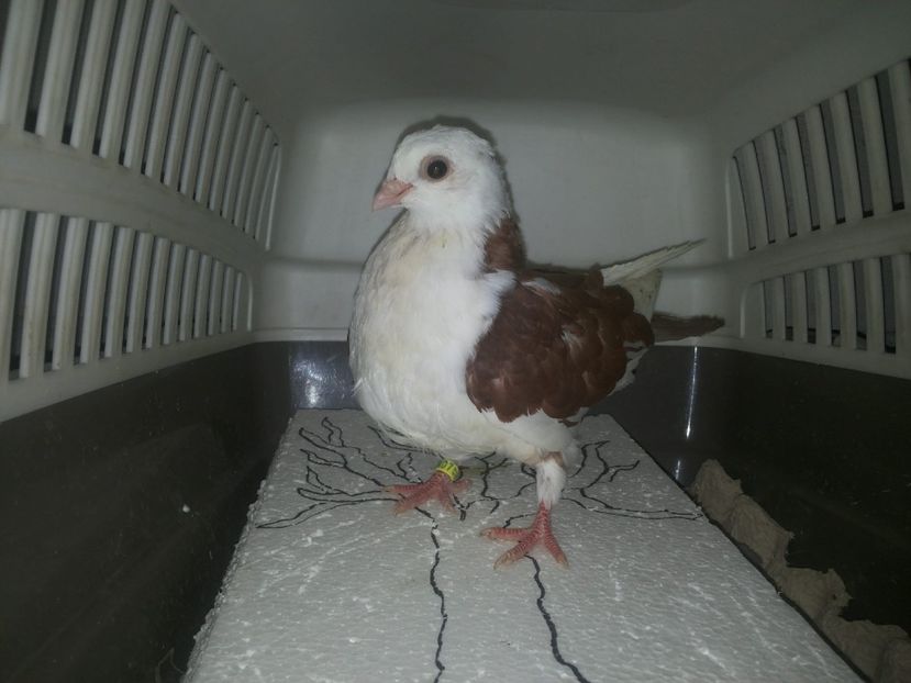 femelă  2017 - Plecați ALBUM 1