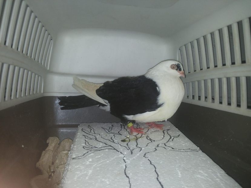 femelă  2017 - Plecați ALBUM 1