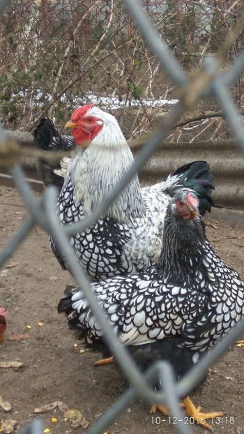 received_1223472297690659 - Wiandotte argintiu