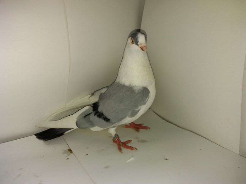 00160  mascul  2017_1 - achiziții 2018