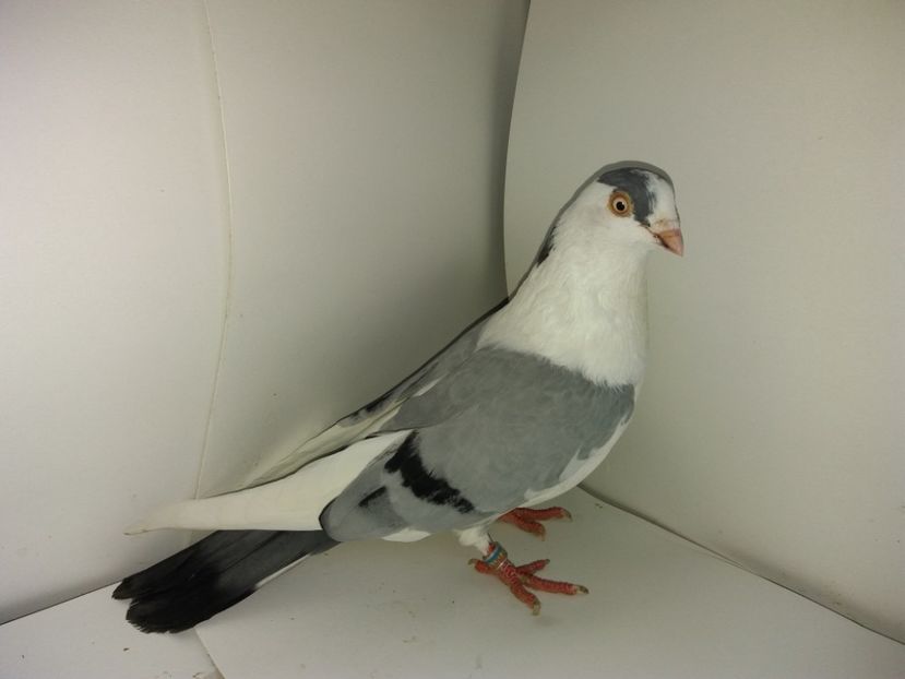 00160  mascul  2017_3 - achiziții 2018