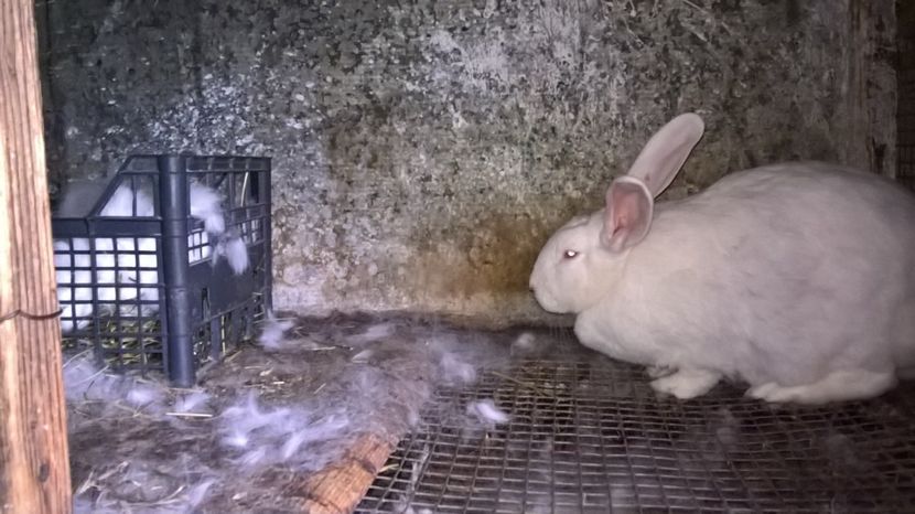 pui din 13.01.2018 - a2-hycole alba