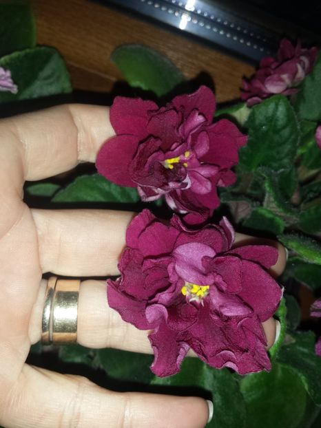  - EK Sady Semiramidy