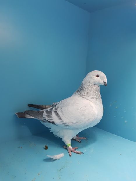 1 porumbita cuc 2013 - Cucii si Albastrii -matca 2018