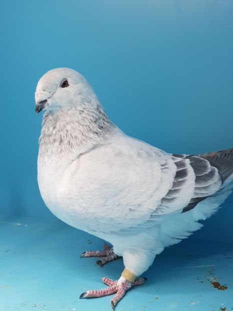 1 porumbita cuc 2013 - Cucii si Albastrii -matca 2018