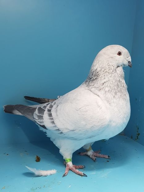 1 porumbita cuc 2013 - Cucii si Albastrii -matca 2018