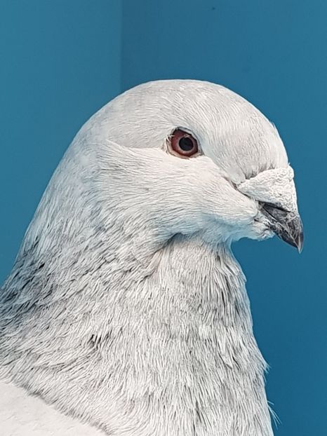 1 porumbita cuc 2013 - Cucii si Albastrii -matca 2018