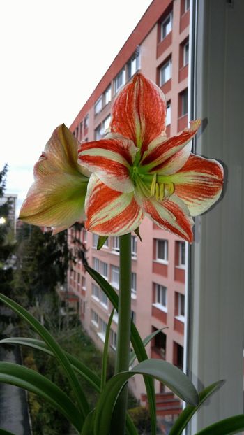 clasicul - Hippeastrum 2017 2018