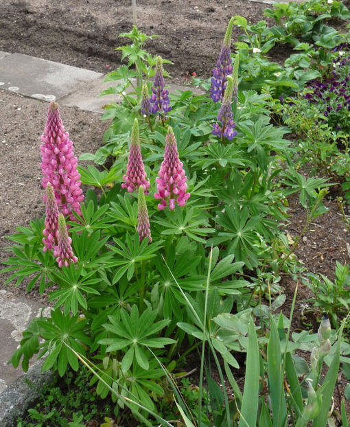 2017 - Lupinus