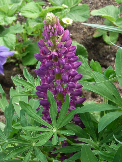  - Lupinus