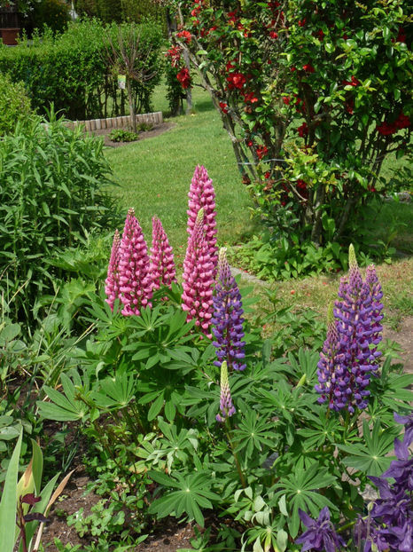  - Lupinus
