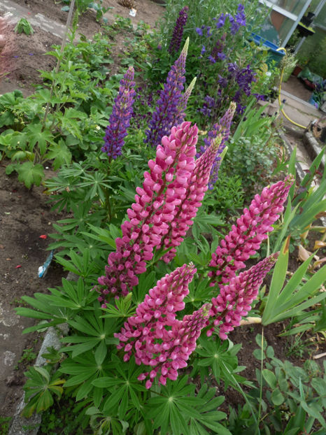 - Lupinus