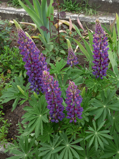  - Lupinus