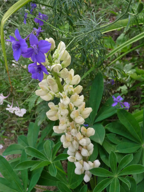  - Lupinus