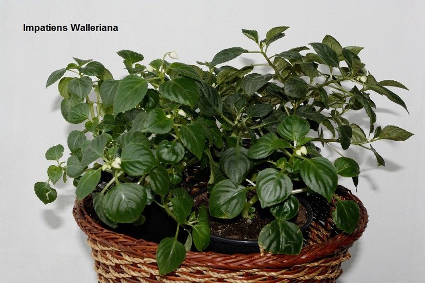 15.01.18 - 05 Impatiens- revigorare toamna