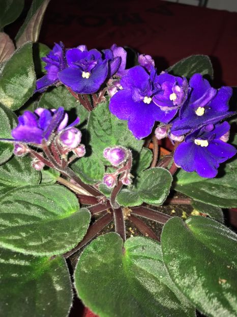 15.01.2018 - Violete 2018