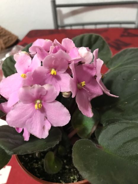 Angelica 15.01.2018 - Violete 2018